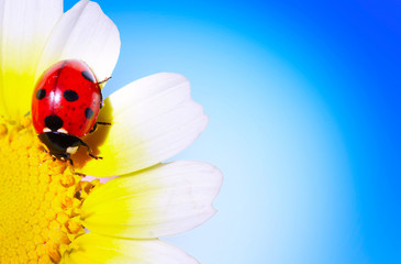Red ladybug on camomile on a blue clear background