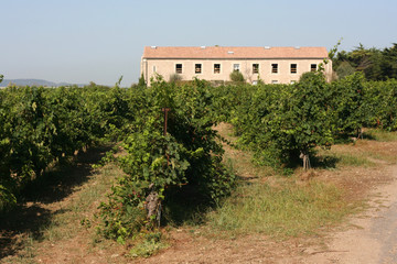 vignoble de maguelone, herault