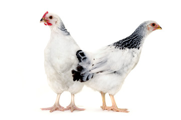 Chickens