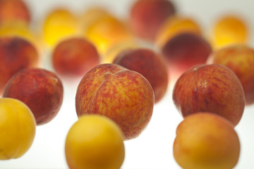 Apricot and peach