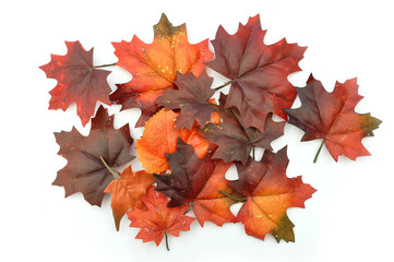 Autumn leaves
