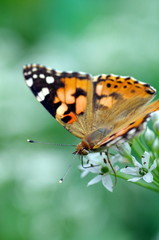 Fototapeta na wymiar 花に止まる蝶