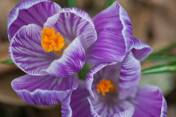 flower(crocus)_09