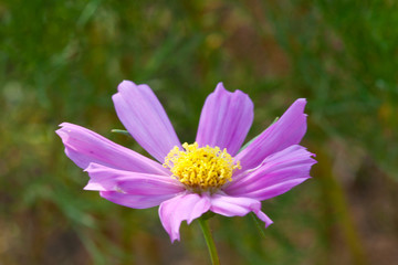 Fototapeta premium flower[cosmos]_01