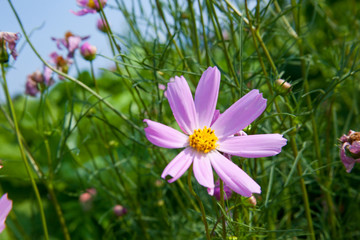 Fototapeta premium flower[cosmos]_02