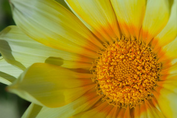 flower[gazania]_09