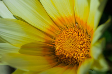 flower[gazania]_08