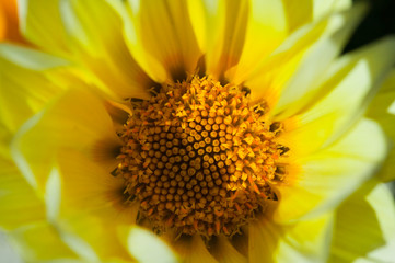 flower[gazania]_07.jpg