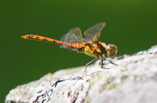 Common Darter dragonfly