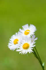 flower[philadelphia]_03