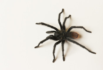 Obraz premium A Costa Rican, also known as Desert, Tarantula