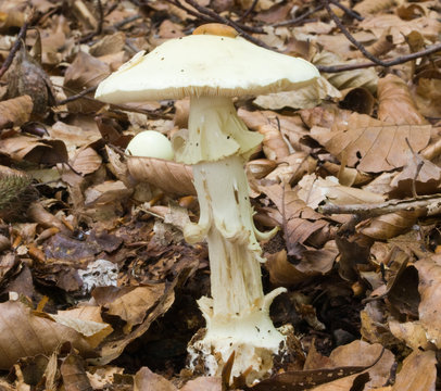 False death cap in two stages