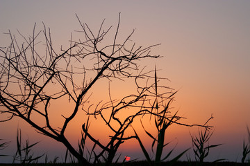Fototapeta na wymiar tree without leaves. sunset