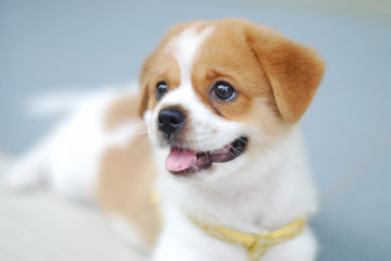 Lovely Puppy