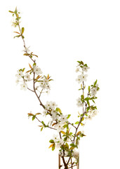 Obraz na płótnie Canvas cherry w kwiat na białym tle.
