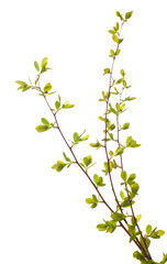 Obraz premium with young green spring leaves budding isolated on white