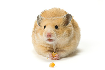 Hamster eating corn seeds