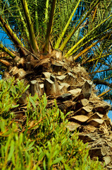 Drzewo palmowe w tropikach © designcreator