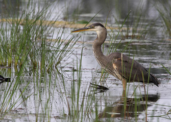 Focused Great Blue Heron