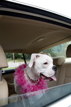 Boxer Dog Looking Out Car Window