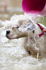 dog getting bath