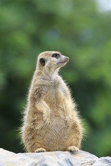 Erdmännchen in Nahaufnahme