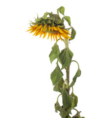 sunflower isolated on a white background