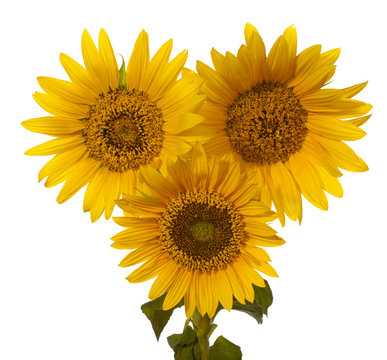 bouquet of sunflowers isolated on a white background