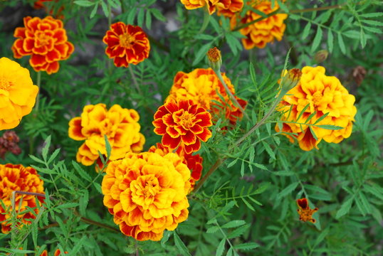 fleurs