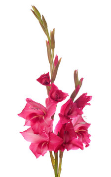 Fototapeta pink gladiolus isolated on white background