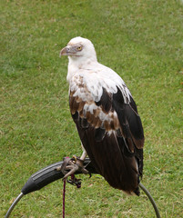 A Beautiful Bird of Prey at Rest Tethered to a Stand.