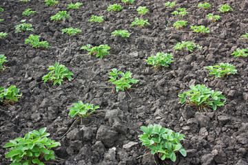 beds with strawberry bush