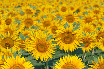 sunflowers