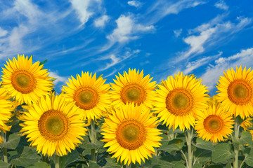 sunflowers field