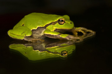 Hyla cinerea