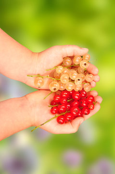 Zwei H&auml;nde voll Johanisbeeren