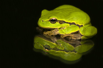 Hyla cinerea