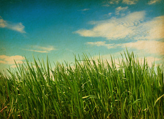 paper textures.  green grass