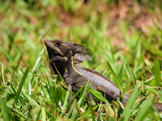 Male common basilisk lizard, Basiliscus basiliscus, in the grass, Costa Rica, Central America
