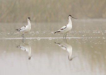 pareja de avocetas