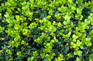 Buxus Sempervireus