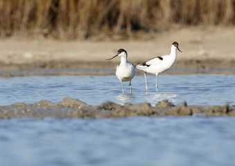 pareja de avocetas en la laguna