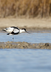 avoceta común con la pata estirada