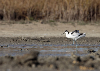 avoceta comun