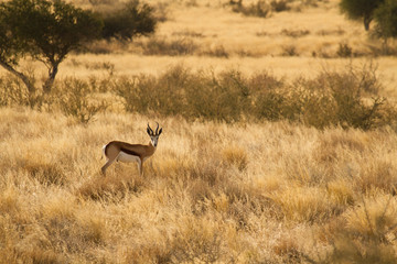 Springbock in der Kalahari (Antidorcas marsupialis)