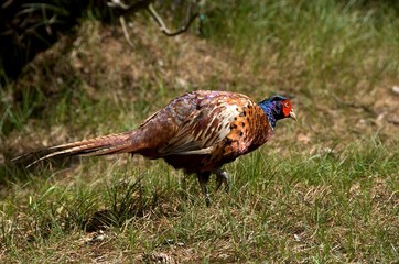 pheasant [Phasianus colchicus]