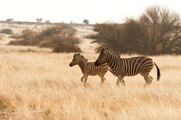 Steppenzebras (Equus Quagga) in der Kalahari, Namibia