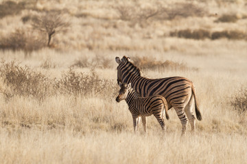 Steppenzebras (Equus Quagga) in der Kalahari, Namibia