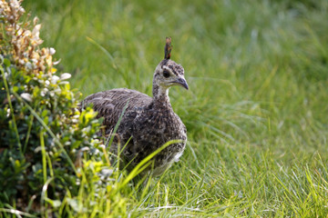 Blauer Pfau (Küken)