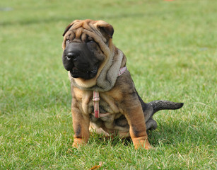 Shar-pei dog puppy portrait